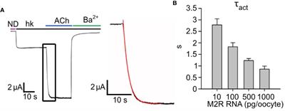 A Collision Coupling Model Governs the Activation of Neuronal GIRK1/2 Channels by Muscarinic-2 Receptors